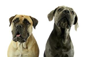 Portrait of an adorable bull mastiff and a great dane photo