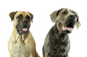 Portrait of an adorable bull mastiff and a great dane photo