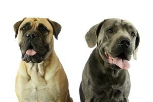 Portrait of an adorable bull mastiff and a great dane photo