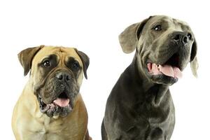 Portrait of an adorable bull mastiff and a great dane photo