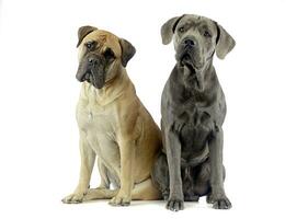 bull mastiff and puppy cane corso sitting in a white studio floor photo