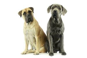 Studio shot of an adorable bull mastiff and a great dane photo