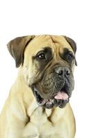 Portrait of an adorable bull mastiff photo