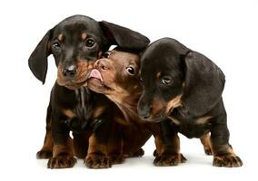 three lovely puppy dachshunds staying side by side in white studio photo
