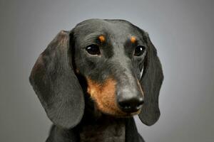 Portrait of an adorable short haired Dachshund photo
