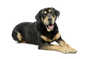 Studio shot of an adorable mixed breed dog photo