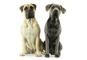 Studio shot of an adorable bull mastiff and a great dane photo