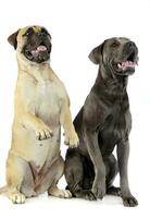 bull mastiff and puppy cane corso sitting and standing in a white studio floor photo