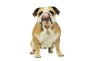 Studio shot of an adorable English bulldog photo