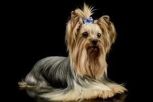 Studio shot of an adorable Yorkshire Terrier yorkie photo
