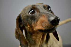 Portrait of an adorable short haired Dachshund photo