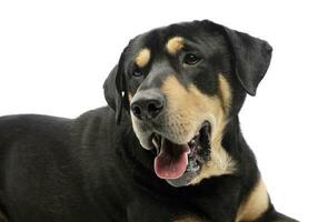 Portrait of an adorable mixed breed dog photo