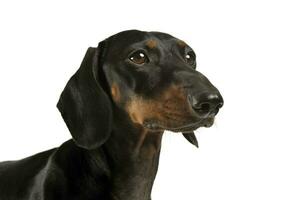 retrato de un adorable negro y bronceado corto peludo perro tejonero mirando curiosamente foto
