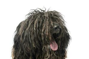 Portrait of a friendly Puli photo