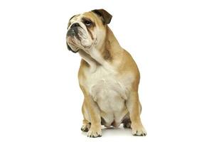 Studio shot of an adorable English bulldog photo