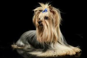 beautiful yorkshire terrier lying in a shiny black studio floor photo