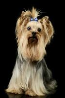 Studio shot of an adorable Yorkshire Terrier yorkie photo