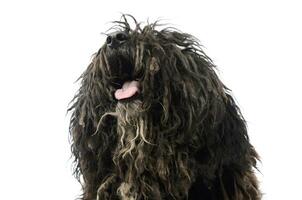 Portrait of a friendly Puli photo