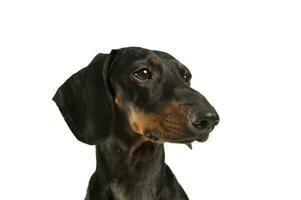 Portrait of an adorable black and tan short haired Dachshund looking curiously photo