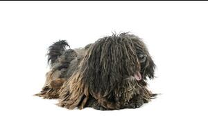 Studio shot of a friendly Puli photo