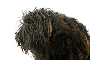 Portrait of a friendly Puli photo