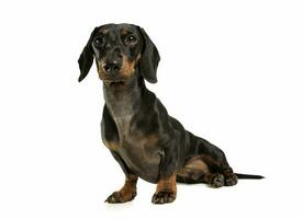 Studio shot of an adorable black and tan short haired Dachshund looking curiously at the camera photo