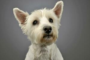 Portrait of a cute West highland white terrier photo