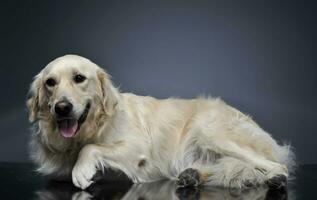 Golden retriever relaxing in a dark studio photo