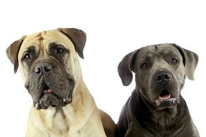 bull mastiff and puppy cane corso portrait in a white studio photo