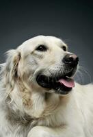 Portrait of an adorable Golden retriever looking satisfied - isolated on grey background photo