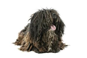 Studio shot of a friendly Puli photo