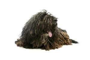 Studio shot of a friendly Puli photo