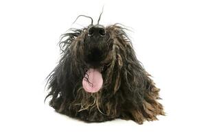 Studio shot of a friendly Puli photo