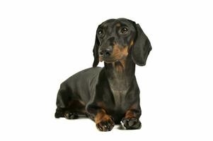 estudio Disparo de un adorable negro y bronceado corto peludo perro tejonero mirando curiosamente foto