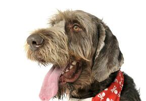 wired hair german pointer relaxing in studio photo