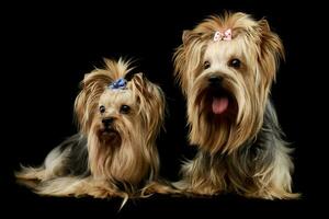 Studio shot of two adorable Yorkshire Terriers photo