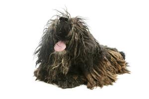 Studio shot of a friendly Puli photo