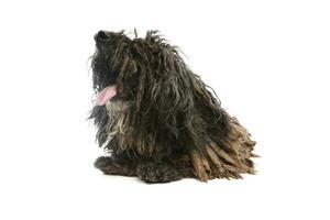 Studio shot of a friendly Puli photo