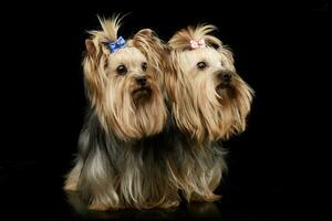 two beautiful yorkshire terrieres sitting in a shiny black studio floor photo