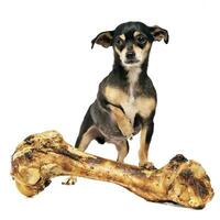 chihuahua with a giant bone posing in a studio photo