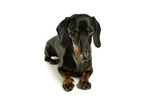 Studio shot of an adorable black and tan short haired Dachshund looking sad photo