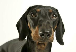 Portrait of an adorable black and tan short haired Dachshund looking curiously at the camera photo