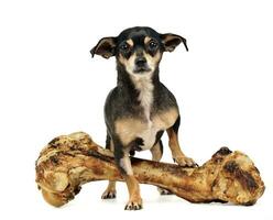 chihuahua with a giant bone posing in a studio photo