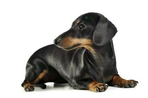 short hair dachshund lying in a white studio photo