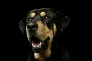 Portrait of an adorable mixed breed dog photo