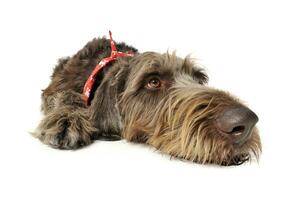 wired hair german pointer lying in a white studio photo