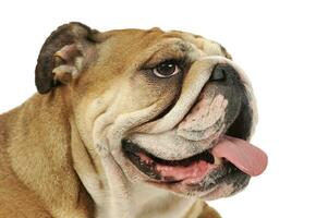 Portrait of an adorable English bulldog photo