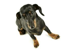 Studio shot of an adorable black and tan short haired Dachshund looking curiously at the camera photo