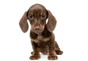 Lovely puppy dachshund waching in white studio photo