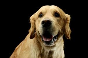 Portrait of an adorable Golden retriever photo